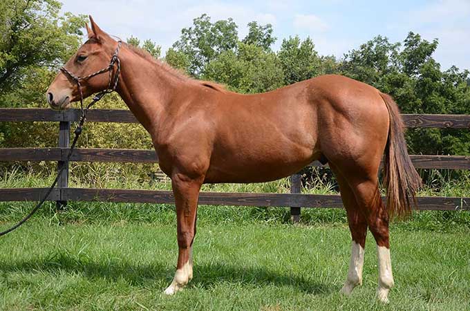 Pauley Performance Horses for Sale