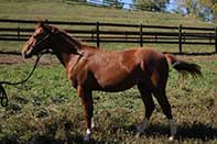 Major Boot Shine by Twice As Shiney out of Shining Spark and Major Bootie by Master Boot Jac out of Hollywood Jac 86