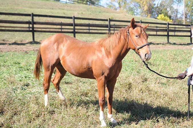 Pauley Performance Horses for Sale