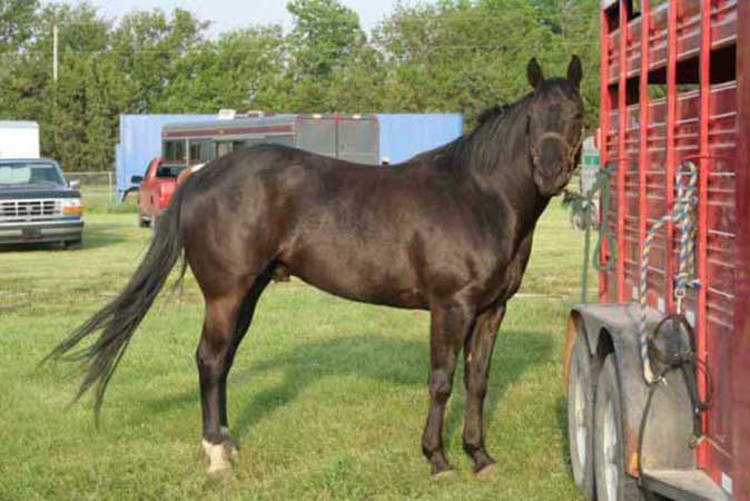 Pauley Performance Horses for Sale
