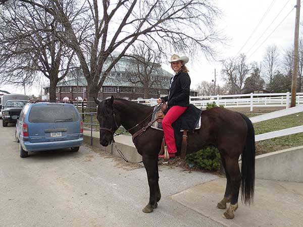 Pauley Performance Horses for Sale
