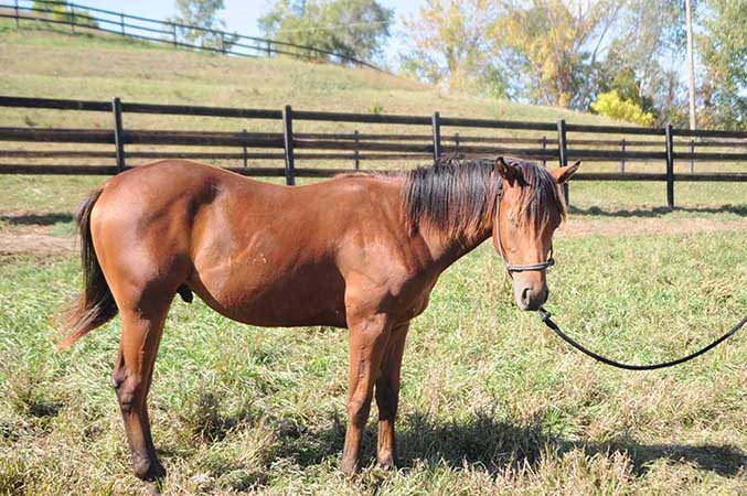 Pauley Performance Horses for Sale