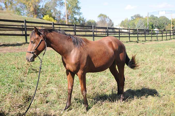 Pauley Performance Horses for Sale
