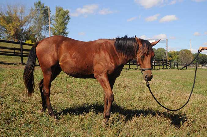 Pauley Performance Horses for Sale