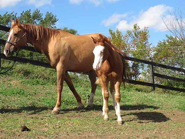 Pauley Performance Horses for Sale