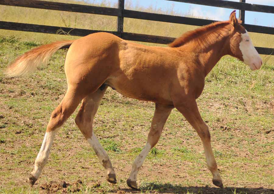 Pauley Performance Horses for Sale