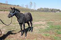 Heart of Gold Pine Foal 2015 out of Shineys Fancy Jac by Twice As Shiney