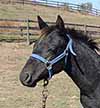 Heart of Gold Pine Foal 2015 out of Shineys Fancy Jac by Twice As Shiney