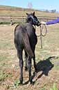 Heart of Gold Pine Foal 2015 out of Shineys Fancy Jac by Twice As Shiney
