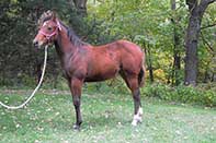 Sparks Lena Gallo by Lena Gallo out of Gallo Del Cielo and Spark Command by Shining Spark