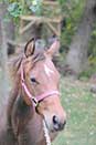 Sparks Lena Gallo by Lena Gallo out of Gallo Del Cielo and Spark Command by Shining Spark