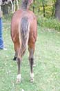 Sparks Lena Gallo by Lena Gallo out of Gallo Del Cielo and Spark Command by Shining Spark