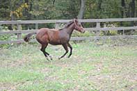 Sparks Lena Gallo by Lena Gallo out of Gallo Del Cielo and Spark Command by Shining Spark