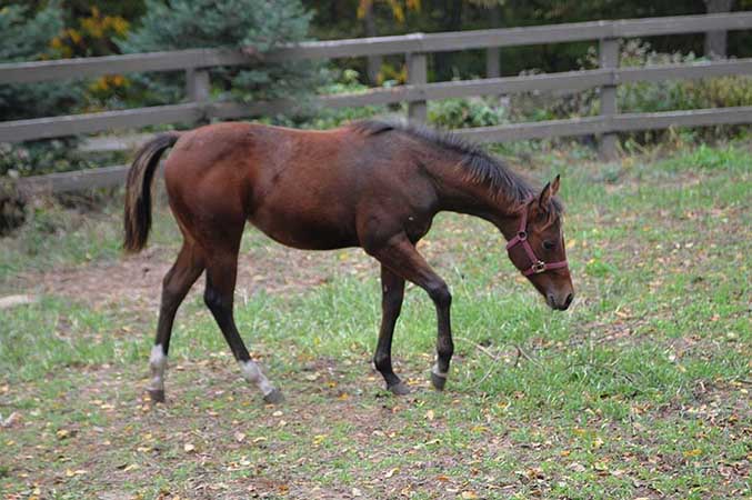 Pauley Performance Horses for Sale