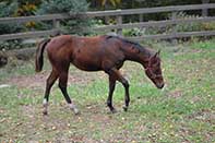 Sparks Lena Gallo by Lena Gallo out of Gallo Del Cielo and Spark Command by Shining Spark