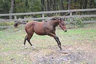 Sparks Lena Gallo by Lena Gallo out of Gallo Del Cielo and Spark Command by Shining Spark