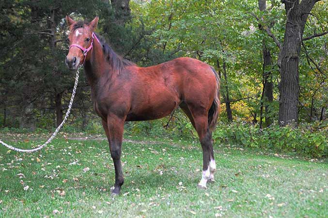 Pauley Performance Horses for Sale