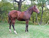 Sparks Lena Gallo by Lena Gallo out of Gallo Del Cielo and Spark Command by Shining Spark