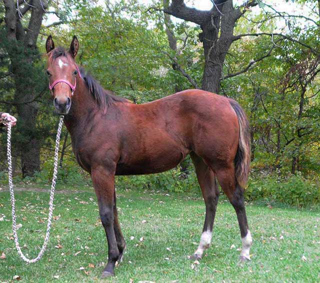 Sparks Lena Gallo by Lena Gallo out of Gallo Del Cielo and Spark Command by Shining Spark