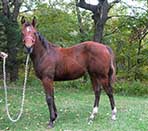 Sparks Lena Gallo by Lena Gallo out of Gallo Del Cielo and Spark Command by Shining Spark