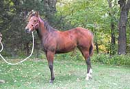 Sparks Lena Gallo by Lena Gallo out of Gallo Del Cielo and Spark Command by Shining Spark