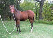 Sparks Lena Gallo by Lena Gallo out of Gallo Del Cielo and Spark Command by Shining Spark