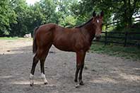 Sparks Lena Gallo by Lena Gallo out of Gallo Del Cielo and Spark Command by Shining Spark