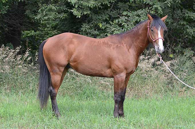 Pauley Performance Horses for Sale