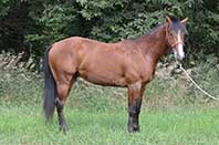 Dun Shined Sugar by Shiney Sugarman out of Twice As Shiney out of Shining Spark and Dun Smoken Chex by Glo Dun Smoke out of Ballasmoke