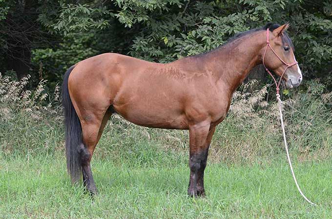 Pauley Performance Horses for Sale