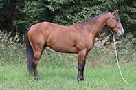 Dun Shined Sugar by Shiney Sugarman out of Twice As Shiney out of Shining Spark and Dun Smoken Chex by Glo Dun Smoke out of Ballasmoke