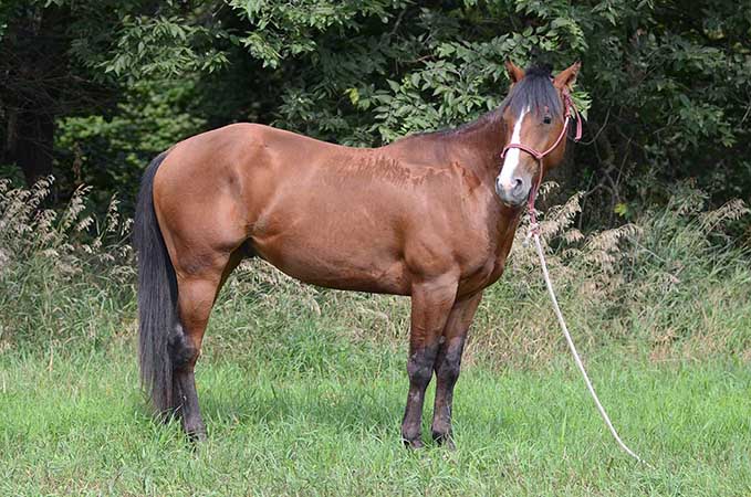 Pauley Performance Horses for Sale