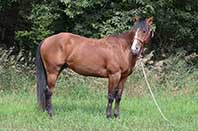 Dun Shined Sugar by Shiney Sugarman out of Twice As Shiney out of Shining Spark and Dun Smoken Chex by Glo Dun Smoke out of Ballasmoke