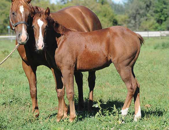 Magnum Starlight Foal 2015  by Spooks Golden Gun out of Spooks Gotta Gun