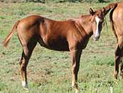 Magnum Starlight Foal 2015 out of Spooks Golden Gun