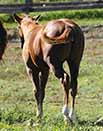 Magnum Starlight Foal 2015 out of Spooks Golden Gun