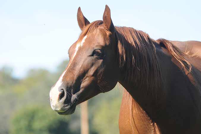 Magnum Starlight by Magnum Chic Dream and Starlight Angela out of Grays Starlight