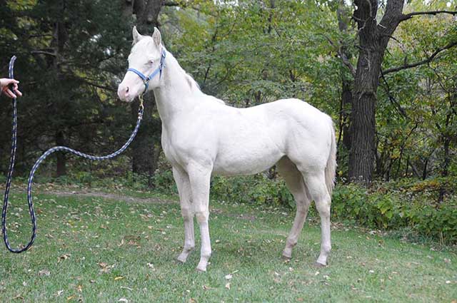Shiney Show Lady by Twice As Shiney out of Shining Spark and Dunit Show Lady by Hollywood Dun It