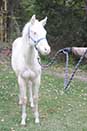 Shiney Show Lady by Twice As Shiney out of Shining Spark and Dunit Show Lady by Hollywood Dun It