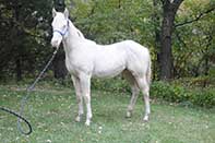 Shiney Show Lady by Twice As Shiney out of Shining Spark and Dunit Show Lady by Hollywood Dun It