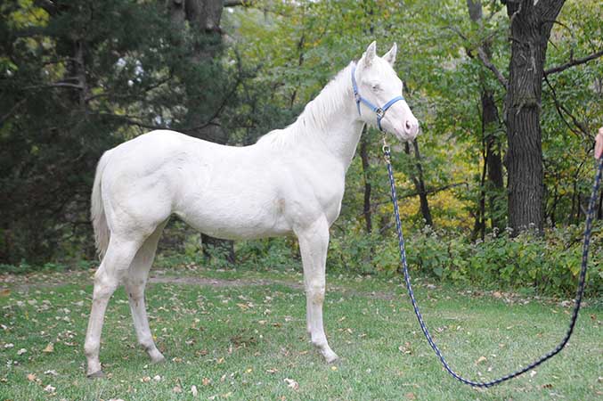 Pauley Performance Horses for Sale
