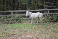 Shiney Show Lady by Twice As Shiney out of Shining Spark and Dunit Show Lady by Hollywood Dun It