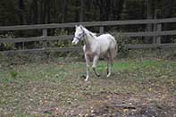 Shiney Show Lady by Twice As Shiney out of Shining Spark and Dunit Show Lady by Hollywood Dun It