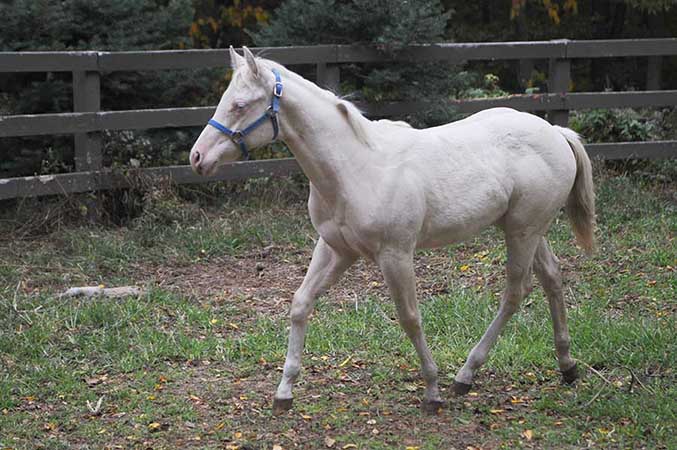 Pauley Performance Horses for Sale