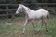 Shiney Show Lady by Twice As Shiney out of Shining Spark and Dunit Show Lady by Hollywood Dun It