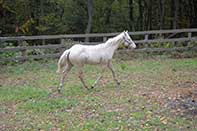 Shiney Show Lady by Twice As Shiney out of Shining Spark and Dunit Show Lady by Hollywood Dun It
