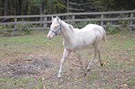 Shiney Show Lady by Twice As Shiney out of Shining Spark and Dunit Show Lady by Hollywood Dun It