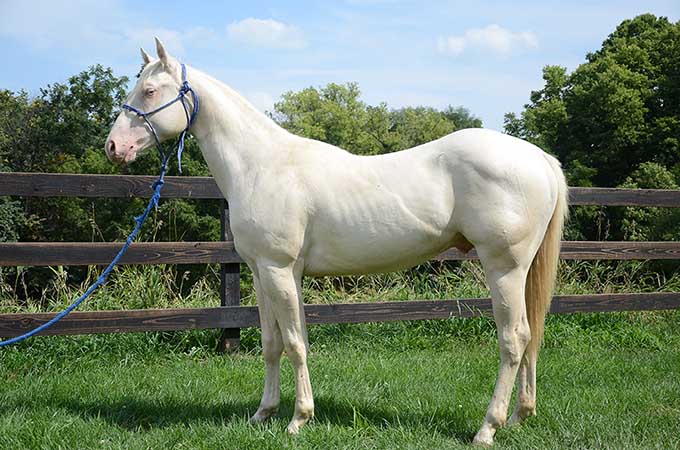 Pauley Performance Horses for Sale