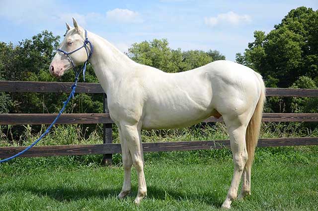 Dunits Double Shine by Twice As Shiney out of Shining Spark and Dunit Show Lady by Hollywood Dun It