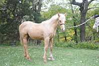Starlight N Shine by Fuel N Shine out of Shining Spark and Magnum Starlight by Magnum Chic Dream and Grays Starlight
